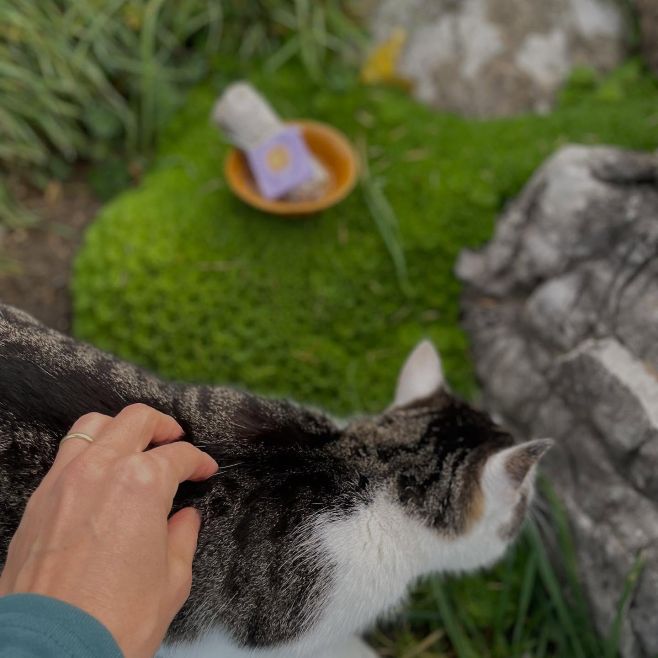 Keď sa snažíte odfotiť naše malé boho misky na vydymovanie a niekto chce vašu neustálu pozornosť 🐱🥰🙌 Kto nám dá vedieť...